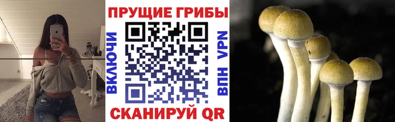 Галлюциногенные грибы мицелий  Западная Двина 